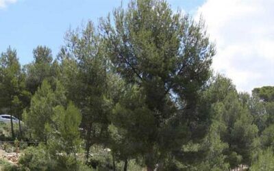 L’Estació Biològica Torretes d’Ibi crea un pavelló d’herbes culinàries